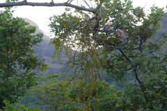 Viscum articulatum